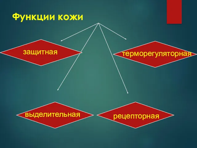 Функции кожи защитная выделительная терморегуляторная рецепторная