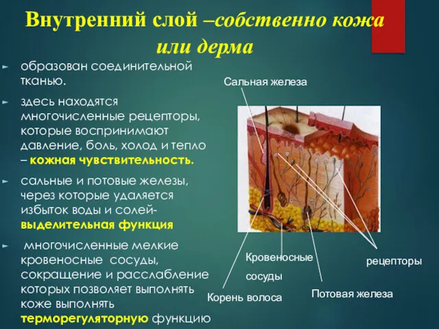 образован соединительной тканью. здесь находятся многочисленные рецепторы, которые воспринимают давление,