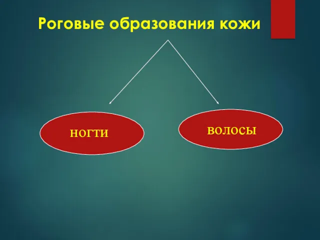 Роговые образования кожи ногти волосы