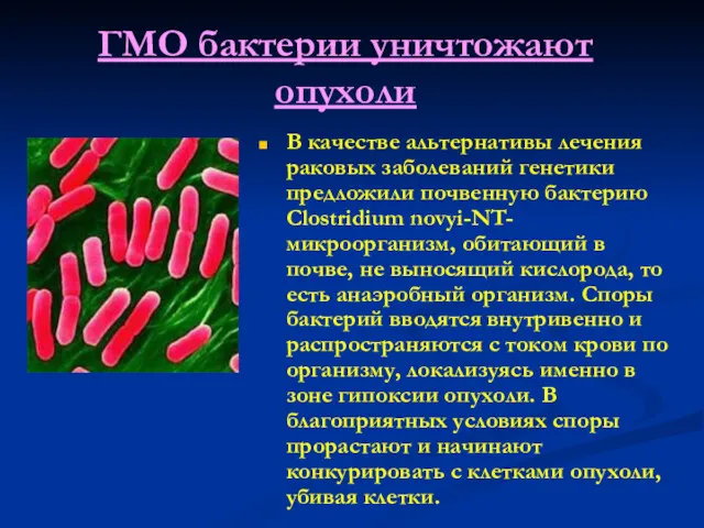 ГМО бактерии уничтожают опухоли В качестве альтернативы лечения раковых заболеваний