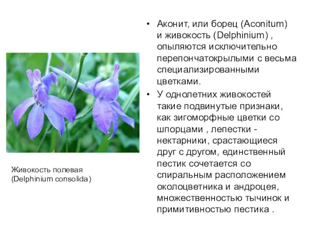 Аконит, или борец (Aconitum) и живокость (Delphinium) , опыляются исключительно