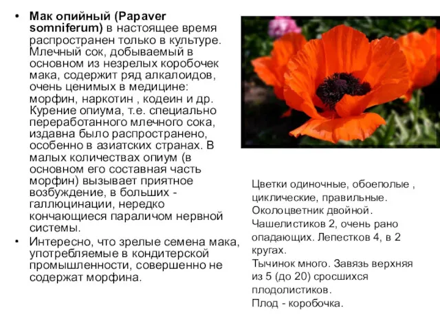 Мак опийный (Papaver somniferum) в настоящее время распространен только в