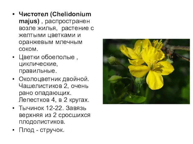 Чистотел (Chelidonium majus) , распространен возле жилья, растение с желтыми