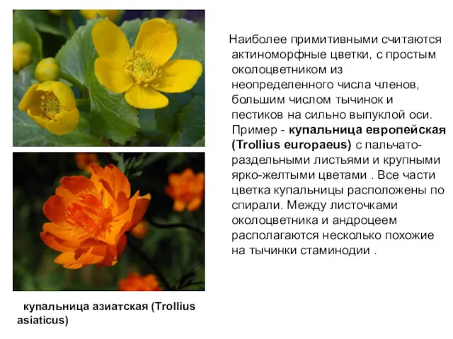 Наиболее примитивными считаются актиноморфные цветки, с простым околоцветником из неопределенного