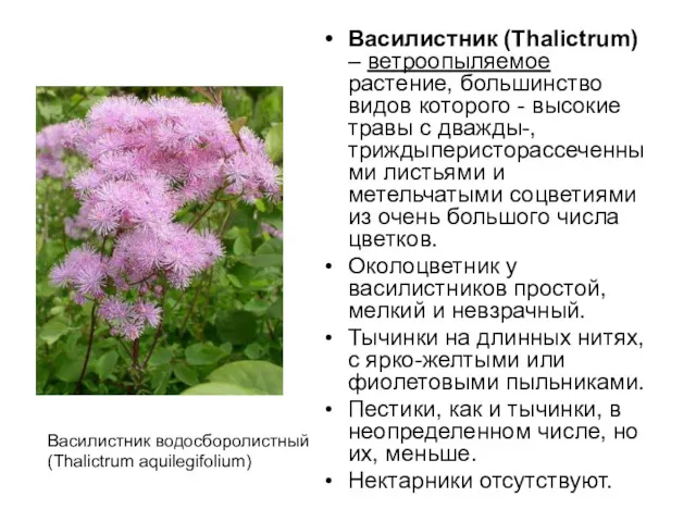 Василистник (Thalictrum) – ветроопыляемое растение, большинство видов которого - высокие