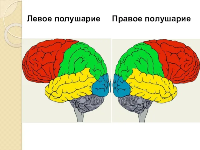 Левое полушарие Правое полушарие