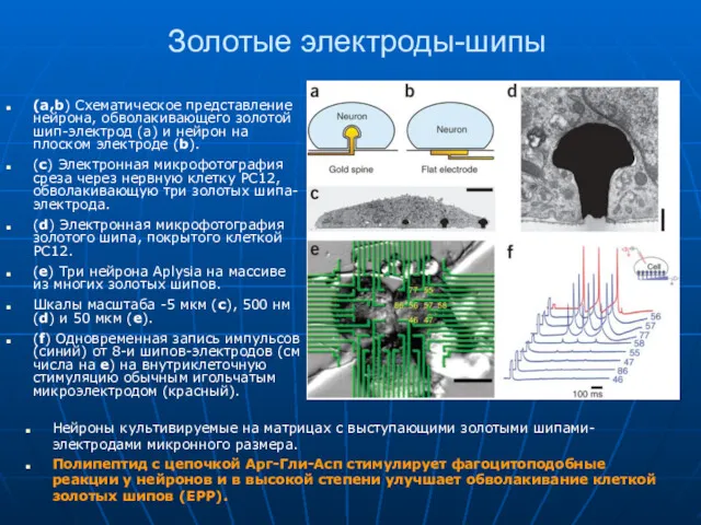 Золотые электроды-шипы (a,b) Схематическое представление нейрона, обволакивающего золотой шип-электрод (a)