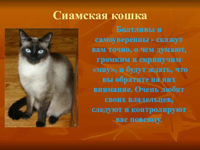 Сиамская кошка Болтливы и самоуверенны - скажут вам точно, о