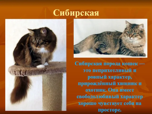 Сибирская Сибирская порода кошек — это неприхотливый и ровный характер,