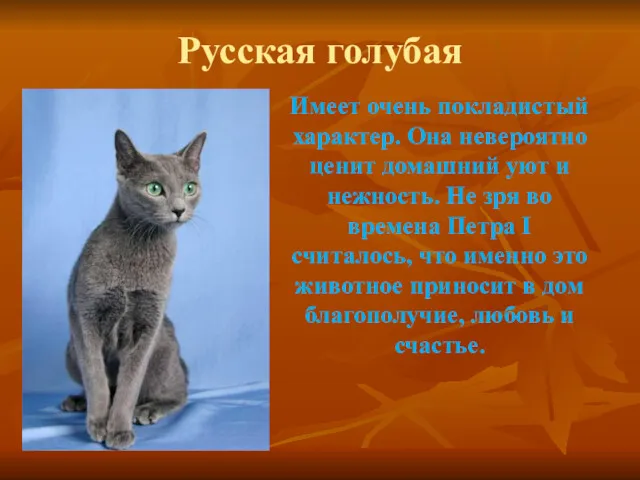 Русская голубая Имеет очень покладистый характер. Она невероятно ценит домашний