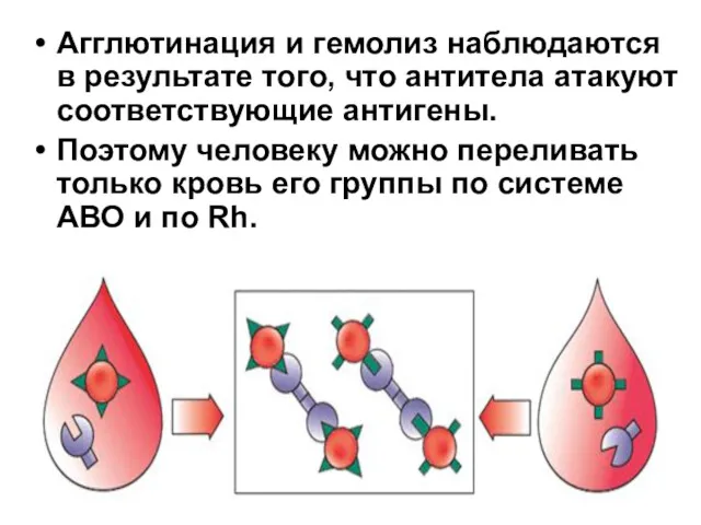 Агглютинация и гемолиз наблюдаются в результате того, что антитела атакуют