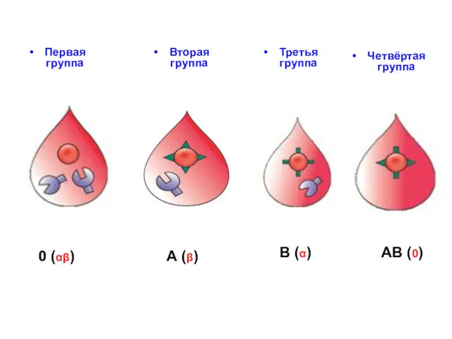 Первая группа Вторая группа 0 (αβ) А (β) Третья группа Четвёртая группа В (α) АВ (0)