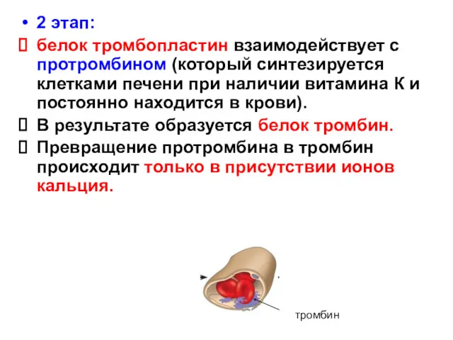 2 этап: белок тромбопластин взаимодействует с протромбином (который синтезируется клетками