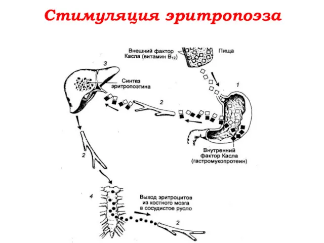 Стимуляция эритропоэза