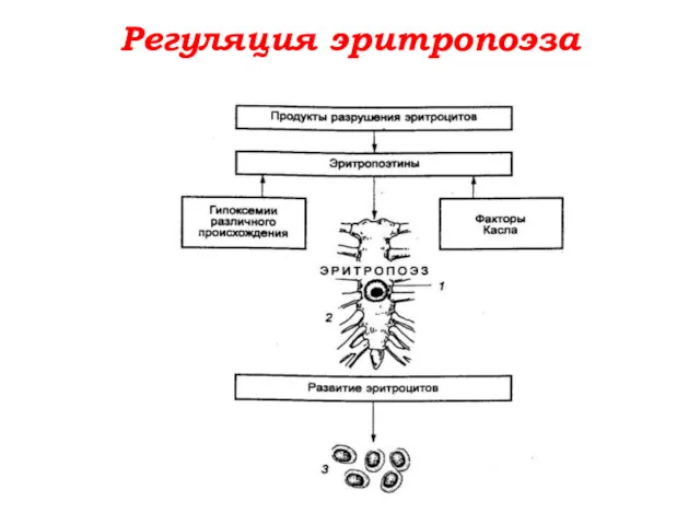 Регуляция эритропоэза