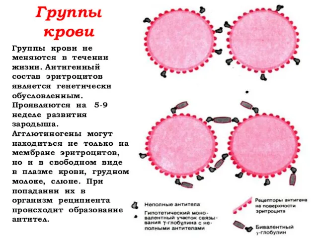 Группы крови Группы крови не меняются в течении жизни. Антигенный