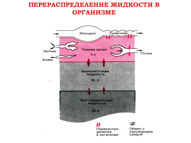 ПЕРЕРАСПРЕДЕЛЕНИЕ ЖИДКОСТИ В ОРГАНИЗМЕ