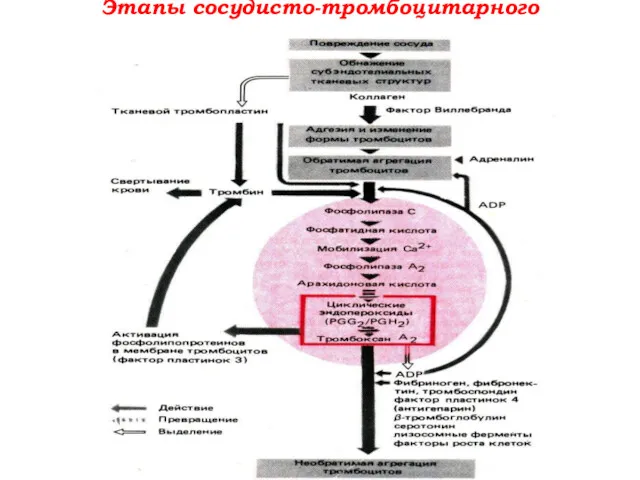 Этапы сосудисто-тромбоцитарного гемостаза