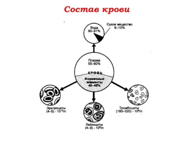 Состав крови