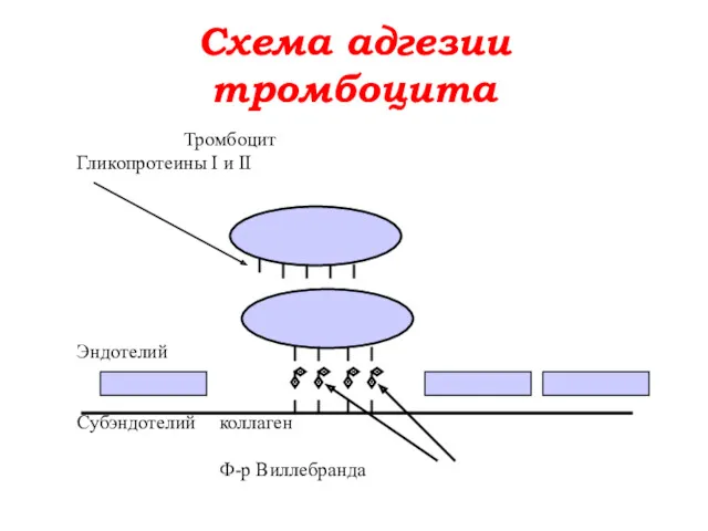 Схема адгезии тромбоцита Тромбоцит Гликопротеины I и II Эндотелий Субэндотелий коллаген Ф-р Виллебранда