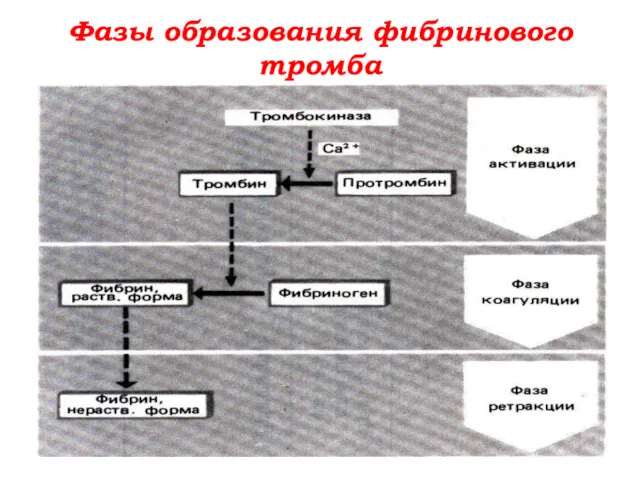 Фазы образования фибринового тромба