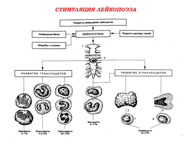 СТИМУЛЯЦИЯ ЛЕЙКОПОЭЗА