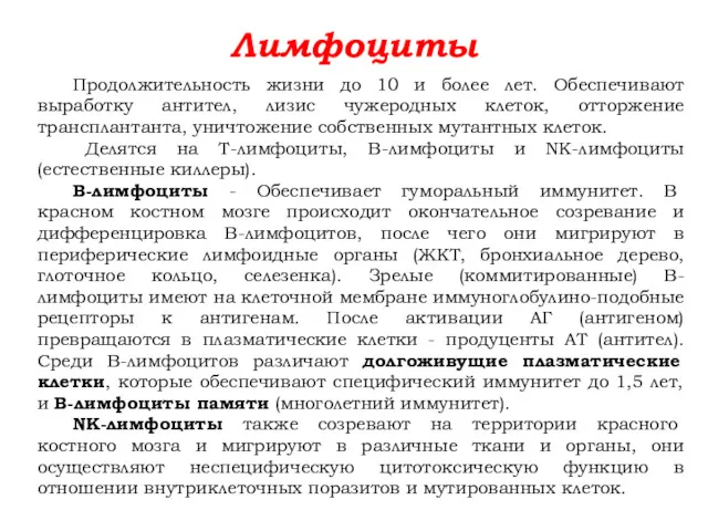 Лимфоциты Продолжительность жизни до 10 и более лет. Обеспечивают выработку