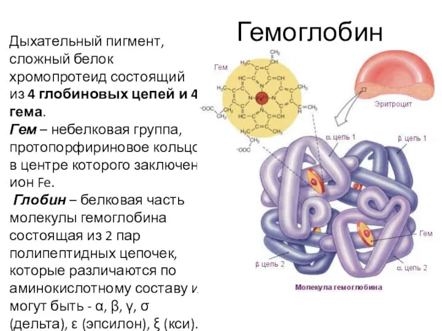 Гемоглобин Дыхательный пигмент, сложный белок хромопротеид состоящий из 4 глобиновых