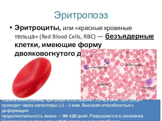 Эритропоэз Эритроциты, или «красные кровяные тельца» (Red Blood Cells, RBC)