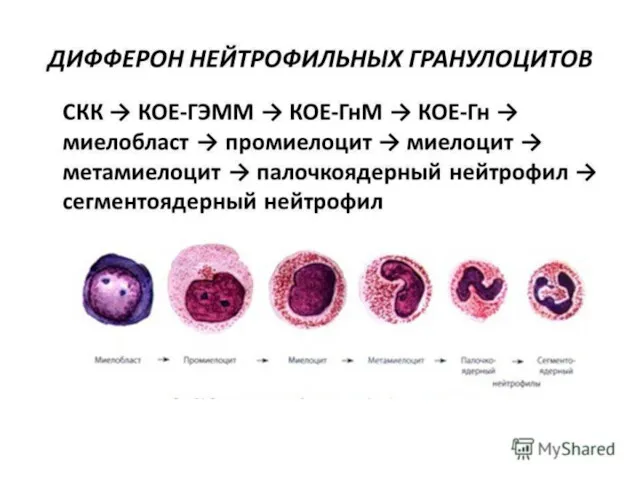 Схема кроветворения И.Л.Черткова, Н.И.Дризе, А.И.Воробьева, 2006 г.