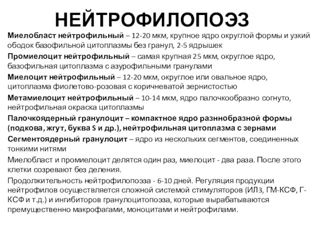 НЕЙТРОФИЛОПОЭЗ Миелобласт нейтрофильный – 12-20 мкм, крупное ядро округлой формы