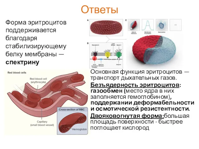 Ответы Основная функция эритроцитов — транспорт дыхательных газов. Безъядерность эритроцитов: