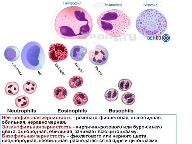Нейтрофильная зернистость – розовато-фиолетовая, пылевидная, обильная, неравномерная; Эозинофильная зернистость –