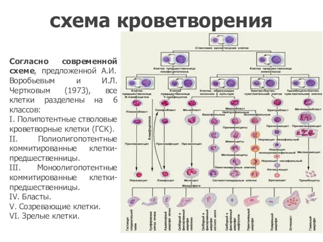 схема кроветворения Согласно современной схеме, предложенной А.И. Воробьевым и И.Л.