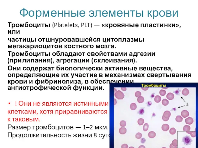 Форменные элементы крови Тромбоциты (Platelets, PLT) — «кровяные пластинки», или