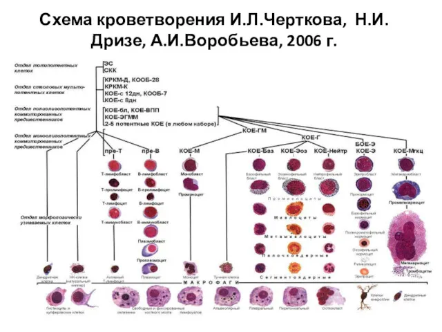 Схема кроветворения И.Л.Черткова, Н.И.Дризе, А.И.Воробьева, 2006 г.