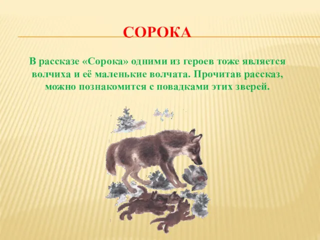 СОРОКА В рассказе «Сорока» одними из героев тоже является волчиха