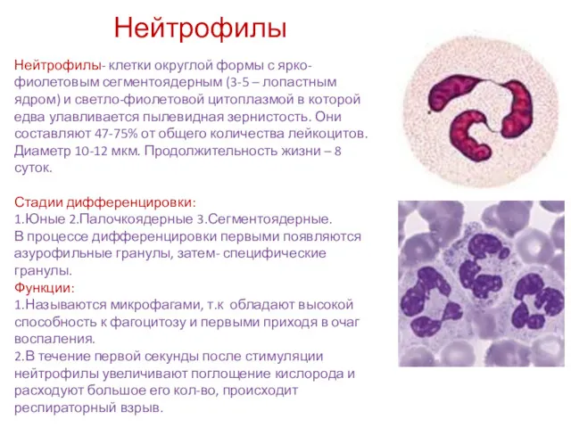 Нейтрофилы Нейтрофилы- клетки округлой формы с ярко-фиолетовым сегментоядерным (3-5 –