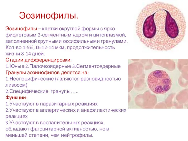 Эозинофилы. Эозинофилы – клетки округлой формы с ярко-фиолетовым 2-сегментным ядром