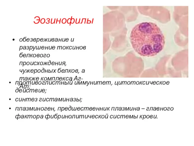 Эозинофилы противоглистный иммунитет, цитотоксическое действие; синтез гистаминазы; плазминоген, предшественник плазмина