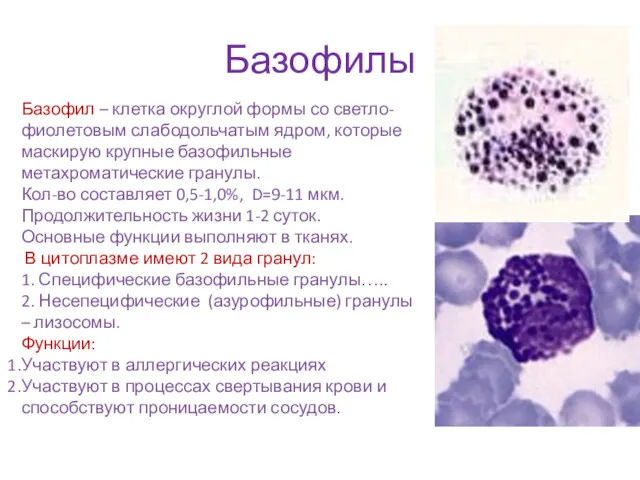 Базофилы Базофил – клетка округлой формы со светло-фиолетовым слабодольчатым ядром,