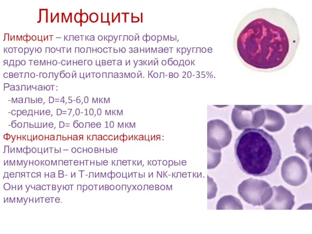 Лимфоциты Лимфоцит – клетка округлой формы, которую почти полностью занимает