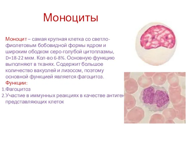 Моноциты Моноцит – самая крупная клетка со светло-фиолетовым бобовидной формы