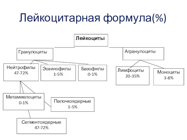 Лейкоцитарная формула(%)