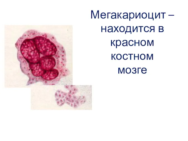 Мегакариоцит – находится в красном костном мозге