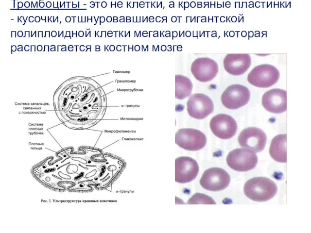 Тромбоциты - это не клетки, а кровяные пластинки - кусочки,