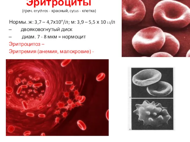 Эритроциты (греч. erythros - красный, cytus - клетка) Нормы. ж: