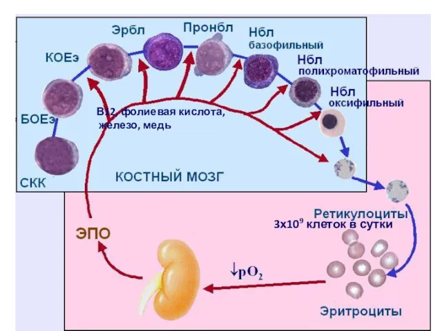 В12, фолиевая кислота, железо, медь 3х109 клеток в сутки