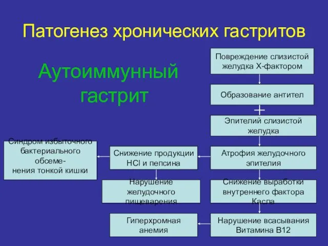 Патогенез хронических гастритов Повреждение слизистой желудка Х-фактором Образование антител Эпителий слизистой желудка Атрофия