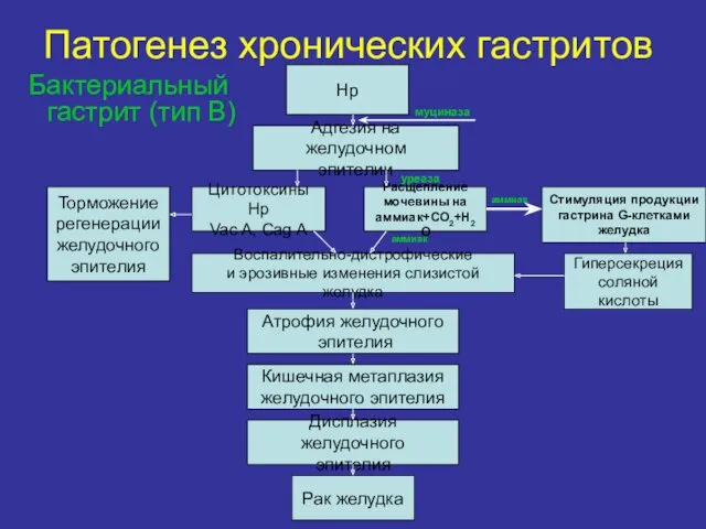 Бактериальный гастрит (тип В) Патогенез хронических гастритов Нр Адгезия на